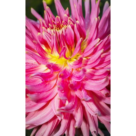 Tableau fleur coeur de dahlia rose - 50x80 cm (1/5)