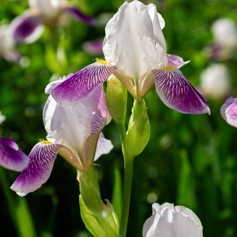 3 Iris des jardins 'Margarita' (Iris barbata-elatior 'Margarita')