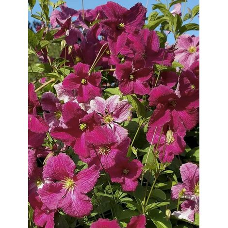 Clématite italienne 'Abundance' Pot de 2L/3L