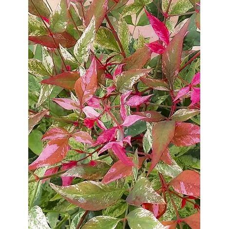Bambou sacré 'Red Light' Pot de 3L/4L
