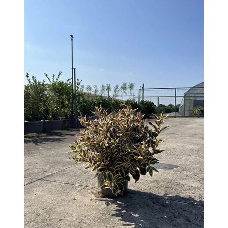 Gardenaria Weigela florida 'Monet' - Arbusto ornamentale da giardino - Altezza: 40/50 cm (vaso18) (1/3)