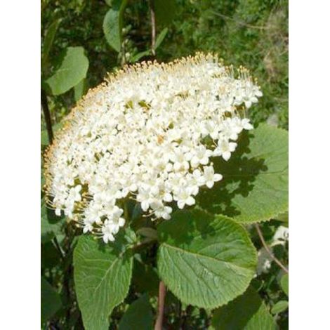 Viorne cotonneuse Pot de 1,5L/2L (1/4)