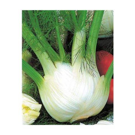 Fenouil doux de Florence – Graines de potager – Semis en juin – Riche en vitamine E – Lutte contre le vieillissement – Fabre Graines