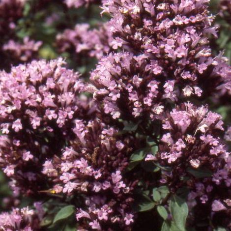 Origan Herrenhausen | Conditionnement: Lot de 5 godets