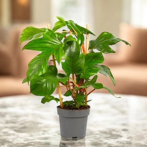 Gardenaria Philodendron squamiferum - Pianta da interno ornamentale - Altezza: 40 cm (vaso 14) (1/5)