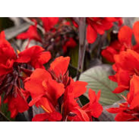 Canna X Generalis Tropical Bronze