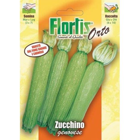 Zucchino Genovese