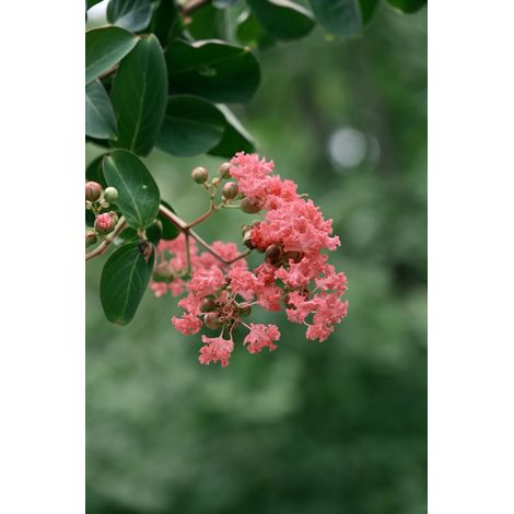 LAGERSTROEMIA INDICA ZUCCA CIOTOLA 70 (1/3)