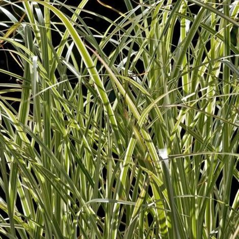 Miscanthus, Roseau de Chine Variegatus/Pot de 7,5L - 40/60 cm
