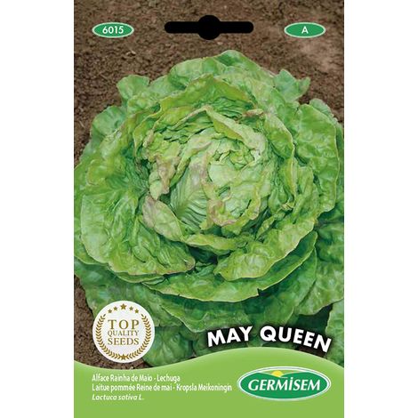 graines Laitue pommée Reine de mai MAY QUEEN (1/2)
