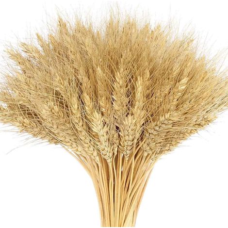 Tiges De Blé - Fleurs Séchées Naturelles - Décoration Intérieure Et Mariage - Lot De 100 Pièces (1/5)