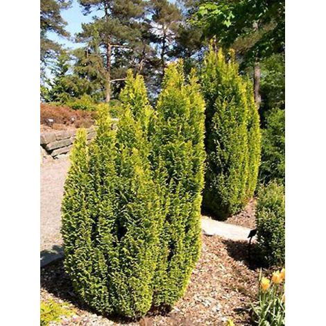 Cyprès de Lawson 'Elwood's Gold' Pot de 2L/3L (1/2)