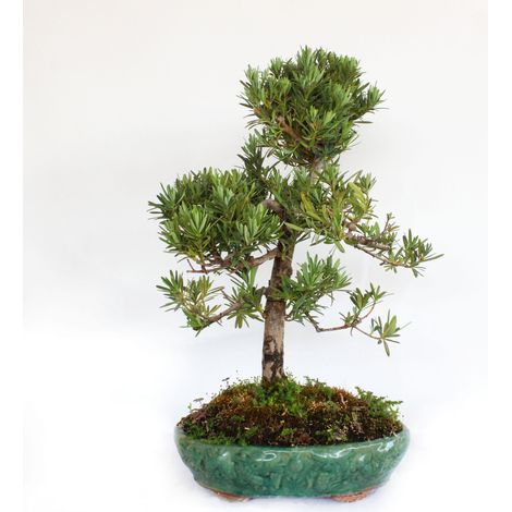 Bonsai Podocarpus Macrophyllus Maki - H 50-60 cm Vaso in Ceramica Ø 33 cm