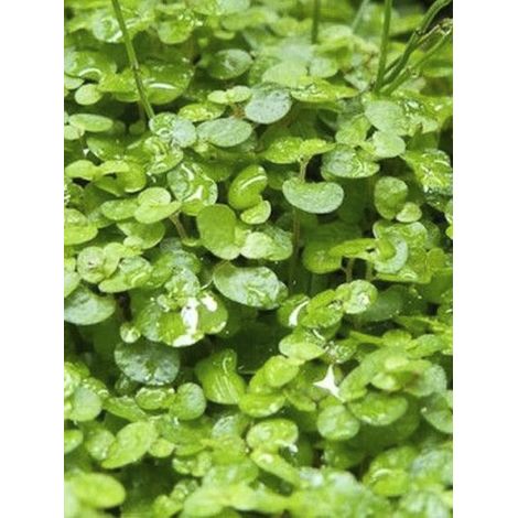 Soleirolia, Helxine Pot de 2L/3L