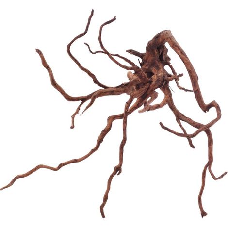 XL Red Spider Wurzel Nr.5093 Fingerwurzel Echtholz Deko Aquascaping