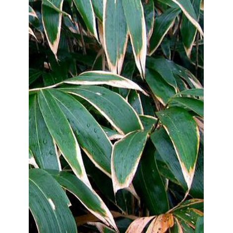 Sasa veitchii Pot de 2L/3L (1/2)