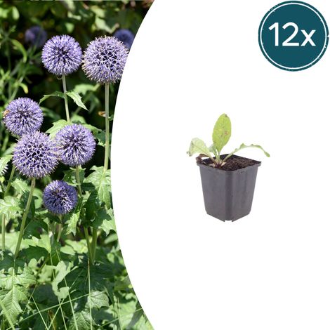 Lot de 12 Echinops ritro Chardon Boule Vivace Fleurs Bleu Acier pour Massifs et Jardin 10-25cm Ø9cm - PANGIVO (1/5)