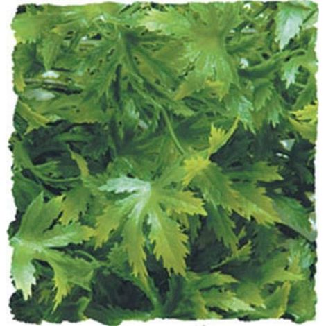 Pianta artificiale Zoomed cannabis impermeabile facile da pulire