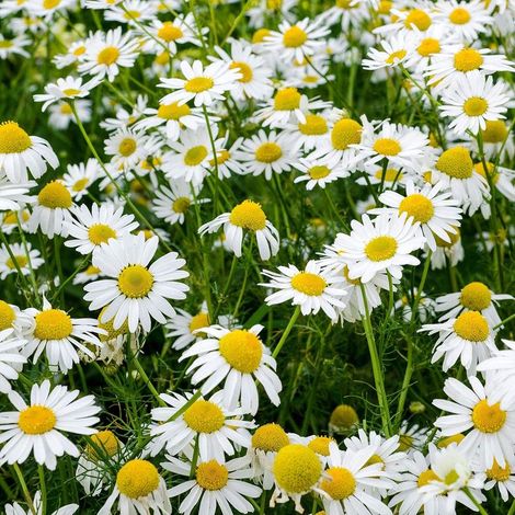 Graines de camomille – Lot de 2000 graines sans OGM, variété ancienne, petites fleurs type marguerite, culture intérieure et extérieure (1/5)
