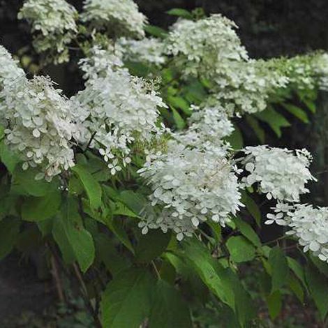 Hortensia paniculé 'Phantom' - 40-50 cm pot