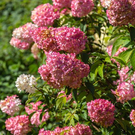 Hortensia paniculata fraise melba - Hydrangea paniculata fraise melba Pot 3L