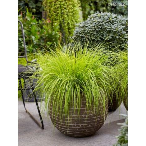 Herbe aux écouvillons Lumen Gold Godet de 8/9 cm