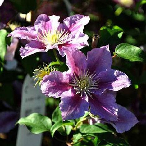 Clématite  - Clematis 'Piilu'  - 50-60 cm pot