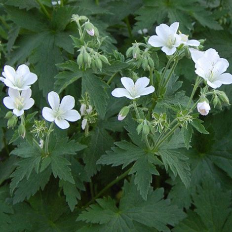 4 x Géranium vivace des bois 'Album' - godet 9x9 cm