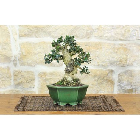 Bonsai di Olivastro (287) (1/5)