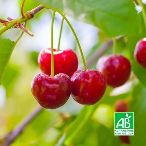 Cerisier bigarreau 'Hâtif Burlat' BIO (Prunus avium 'Hâtif Burlat') (1/4)