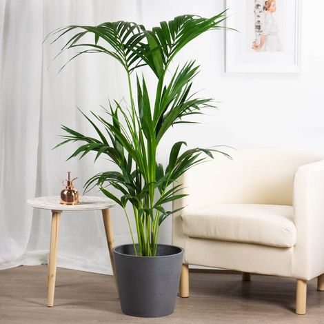 1 PIANTA DI KENTIA KENZIA IN VASO 18CM DA INTERNO APPARTAMENTO