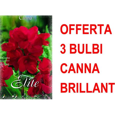 OFFERTA 3 BULBI CANNA GREEANLEAVED BRILLIANT BULBS BULBES