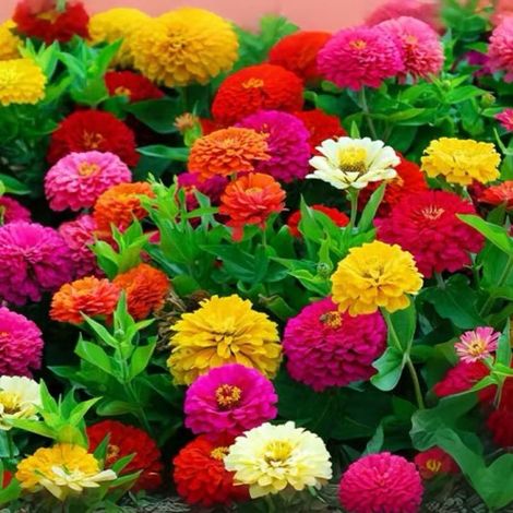 Semillas de zinnia multicolor (1000 semillas por paquete), 7 colores, se pueden cosechar varias veces y se pueden sembrar en todas las estaciones. (1/5)