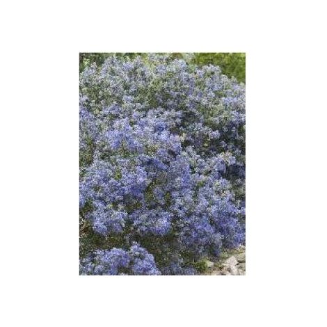 Céanothe, Lilas de Californie 'Tuxedo' Pot de 4L/5L (1/2)