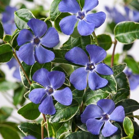 VINCA RALPH SHUGERT IN VASO 15CM