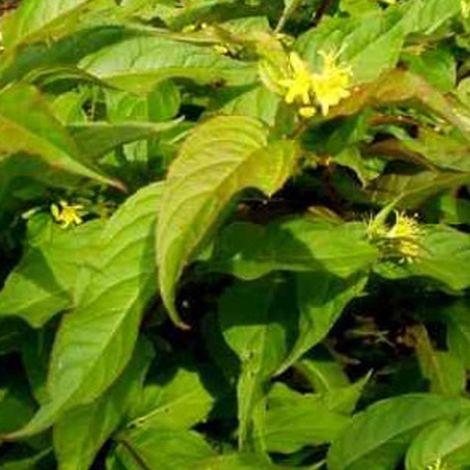 Diervilla splendens - 40-60 cm pot (1/5)