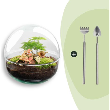 Terrarium Plante DIY Kit Écosystème Autonome en Verre avec Fittonia et Asparagus Ø 20 x 20 cm - PANGIVO (1/3)