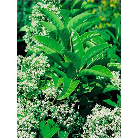Viorne odoratissimum Pot de 2L/3L (1/2)