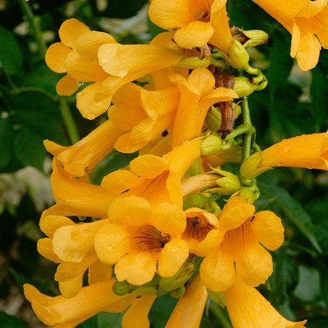 Bignone Golden trumpet® 'Mincamja3'/Pot de 3L - Echelle bambou 60/120 cm (1/3)