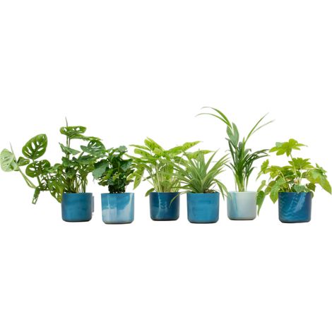 Lot de 6 Plantes d'Intérieur avec Pots Round Bleu Atlantique Ø14 cm - PANGIVO