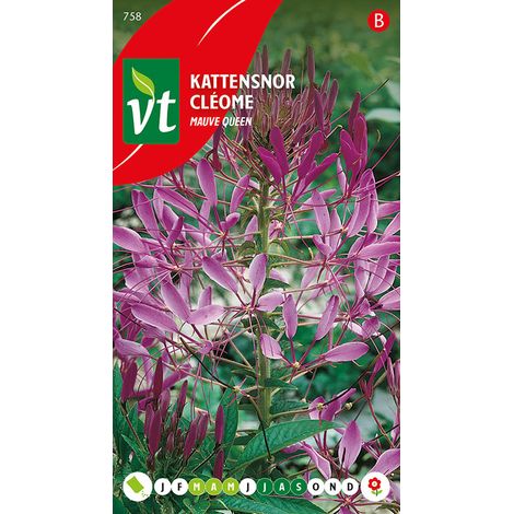 Cléome Mauve Queen - Ca. 0,5 gr (Livraison Gratuite) (1/2)