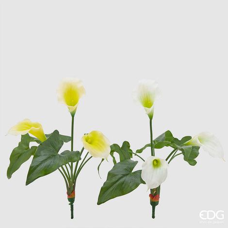 EDG Enzo De Gasperi Calla Bell Cespuglio a 3 Fiori H 45 Cm Bianco Giallo 1 Pz