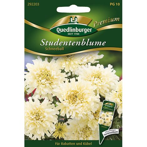 Quedlinburger Saatgut – Rose d'Inde « Schneeball » – Graines de fleurs, blanc, hauteur env. 50 cm