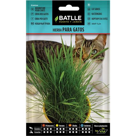 Graines pour Herbe à Chat Batlle 098101BOLS
