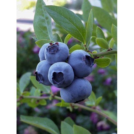 Myrtille d'Amérique 'Blue Suede' Pot de 4L/5L, Buisson (1/2)