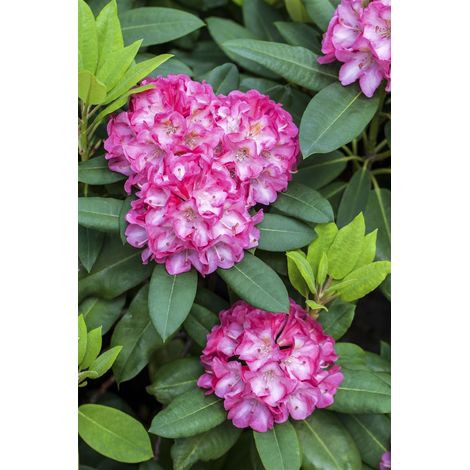 Yaku-Rhododendron 'Tatjana' Rhododendron yak.'Tatjana' C 3 25- 30 (1/4)