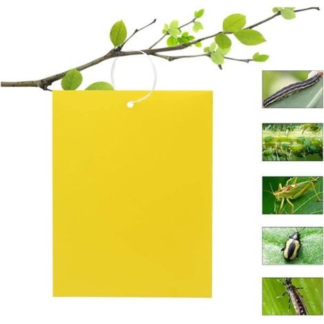 50 Pièces Pièges à Insecte, Papier Collant Double Face,Jaune Sticky Papiers pour Mouches Blanches, Pucerons, (15 cm x 20 cm ) (1/4)