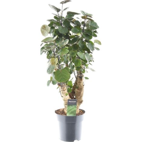Polyscias Fabian - Plante d'Intérieur Aralia de Fabian - Tronc Ligneux - Ø17 cm - H 60 cm - PANGIVO