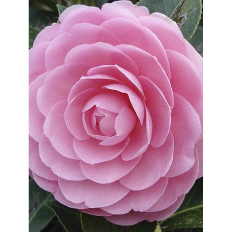 Camélia 'EG Waterhouse' Pot de 4L/5L (1/4)