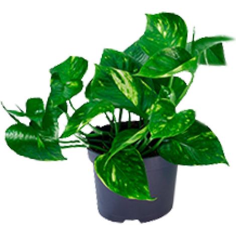 Epipremnum Aureum Pothos - Plante d'Intérieur Verte Facile d'Entretien - Ø12 cm H20 cm - PANGIVO (1/4)